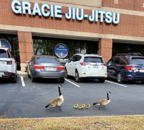 Image 9 of Tiger Academy of Martial Arts