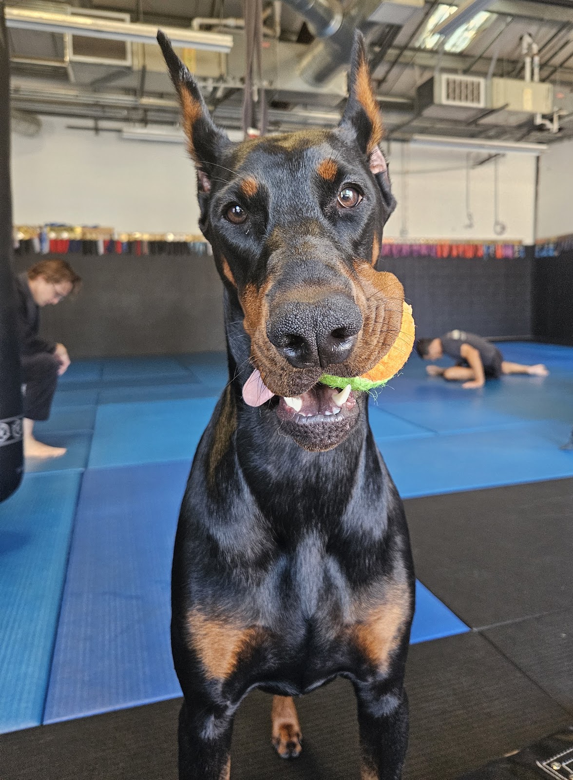 Image 6 of Nova Geração Davis Brazilian Jiu-Jitsu Academy